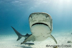 Tiger shark coming in for a closer look at tiger beach, B... by Amanda Cotton 